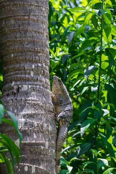 Вертикальний Знімок Ігуани Піднімається Тропічне Дерево Проти Зеленого Листя — стокове фото