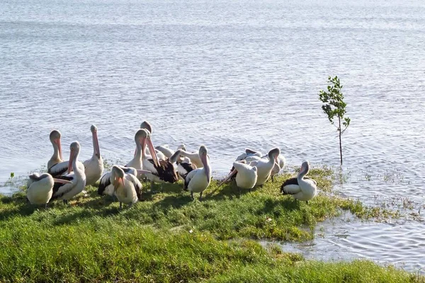 Pelicanos Grama Lado Água Perto Cairns Austrália — Fotografia de Stock