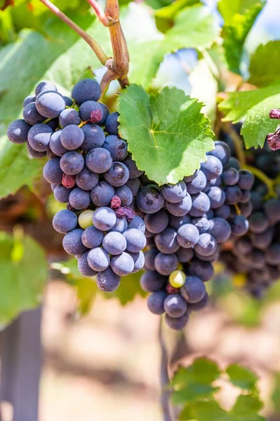 Een Verticaal Schot Van Verse Rijpe Heerlijke Trossen Druiven Opknoping — Stockfoto