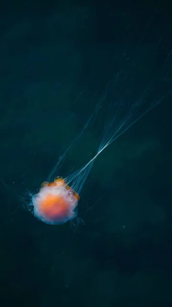 Zlanda Nın Mavi Sularındaki Kırmızı Bir Denizanasının Dikey Görüntüsü — Stok fotoğraf