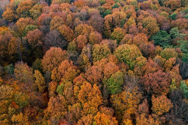 Μια Εναέρια Άποψη Ενός Δάσους Πολύχρωμα Δέντρα Γύρω Στο Solingen — Φωτογραφία Αρχείου