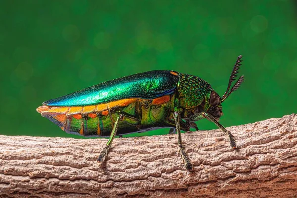 Bir Dal Üzerine Tünemiş Bir Mücevher Böceğinin Buprestidae Makro Görüntüsü — Stok fotoğraf