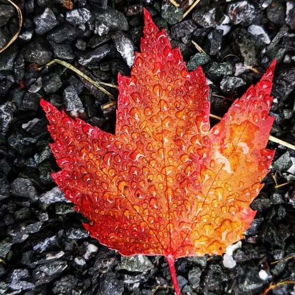 Bright Red Orange Maple Leaf Covered Water Drops Rain Canada — Stock Photo, Image