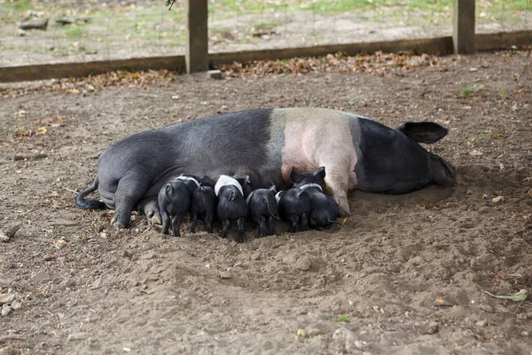 Una Madre Cerdo Alimentando Sus Lechones — Foto de Stock