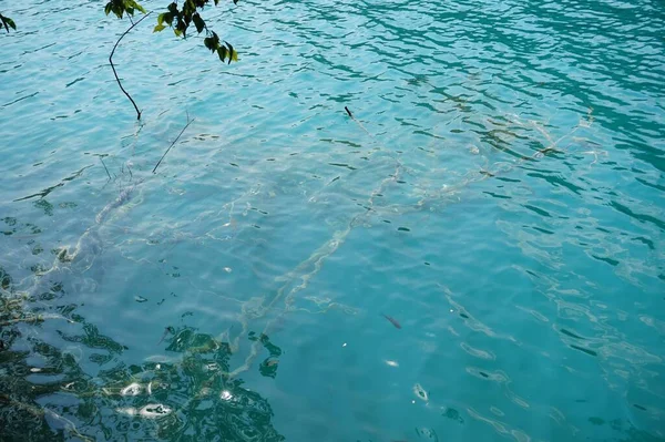 Вид Зверху Яскраво Синє Озеро Відображає Гілку Дерева Листя — стокове фото