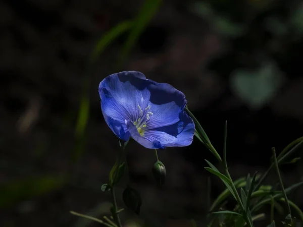 Eine Nahaufnahme Einer Blauen Flachsblume — Stockfoto