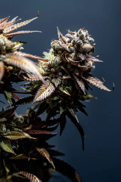 Een Verticaal Van Een Cannabis Sativa Plant Een Blauwe Achtergrond — Stockfoto