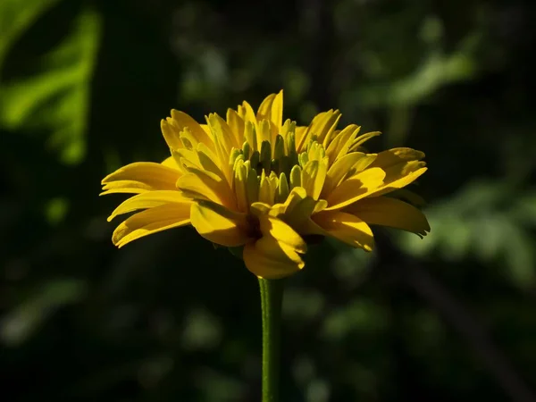 Closeup Yellow Dahlia Flower — Stock Photo, Image