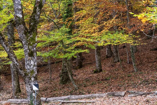 Ein Faszinierender Blick Auf Die Bunten Bäume Wald Von Hayedo — Stockfoto