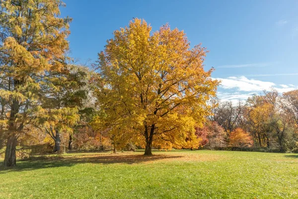 在一个阳光明媚的秋日 美国的Cylburn植物园以蓝天为背景 — 图库照片