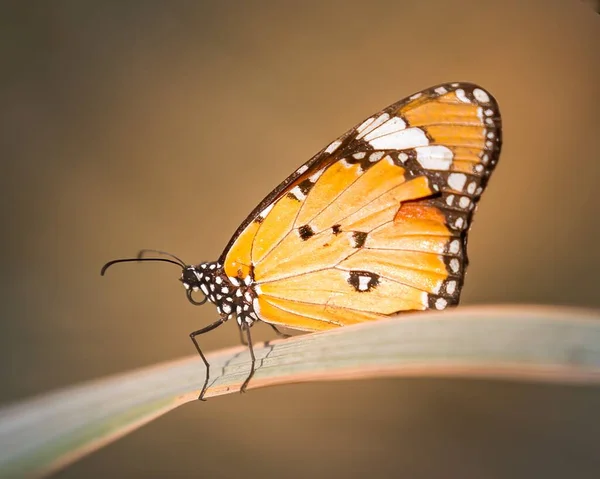 Macro Shot Plain Tiger Butterfly Danaus Chrysippus — Stock Photo, Image