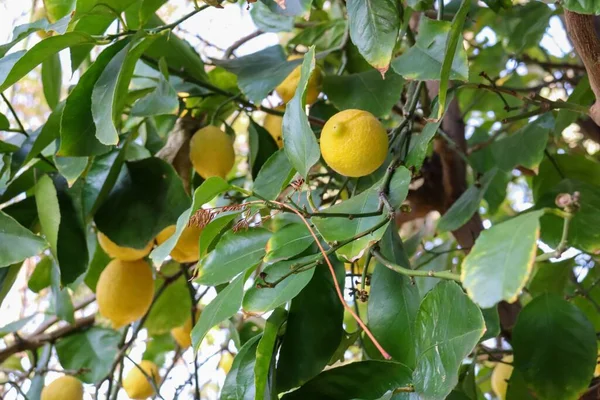 Lemon Kuning Gemuk Dengan Daun Hijau Pohon — Stok Foto