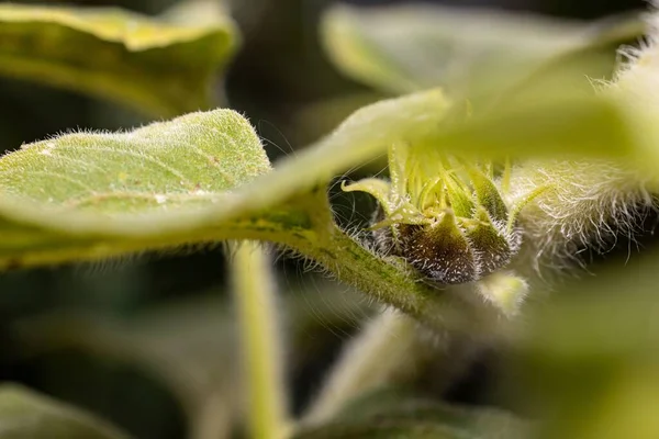 緑の毛深い葉のマクロショット — ストック写真