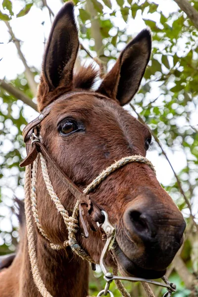 A portrait of a Mule donkey head looking under green tree eaves