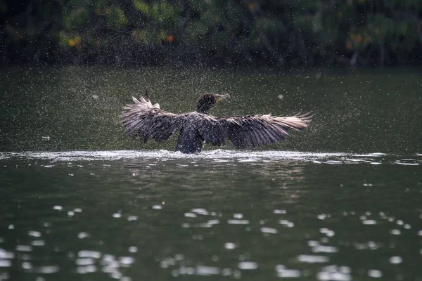 背景がぼんやりしている湖の両生類のクローズアップ — ストック写真