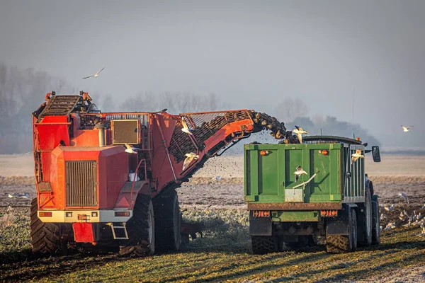 Sugar Beet Being Harvested Truck Combine Field — Stock Photo, Image