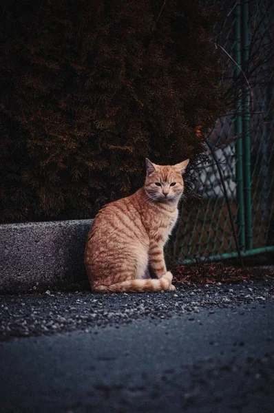 Disparo Vertical Adorable Gato Jengibre Naranja Una Calle — Foto de Stock