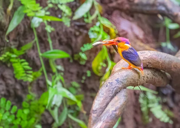 Closeup Oriental Dwarf Kingfisher Prey Perched Branch Ceyx Erithaca — Stock Photo, Image