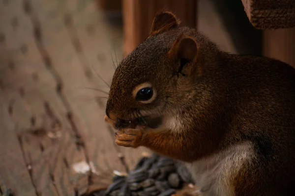 Eine Selektive Fokusaufnahme Eines Eichhörnchens Das Samen Frisst — Stockfoto