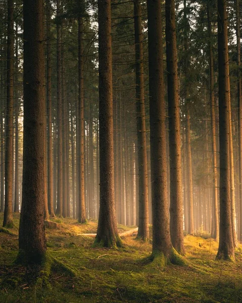霧深い日没の間の夢のような魔法の森の垂直ショット — ストック写真