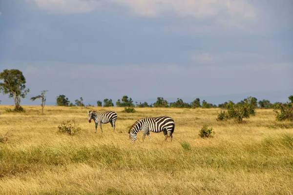 Ein Paar Zebras Grasen Auf Einer Weiten Wiese Unter Bewölktem — Stockfoto