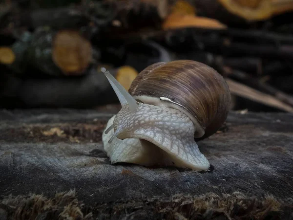 Closeup Roman Snail Crawling Wood — Stock Photo, Image