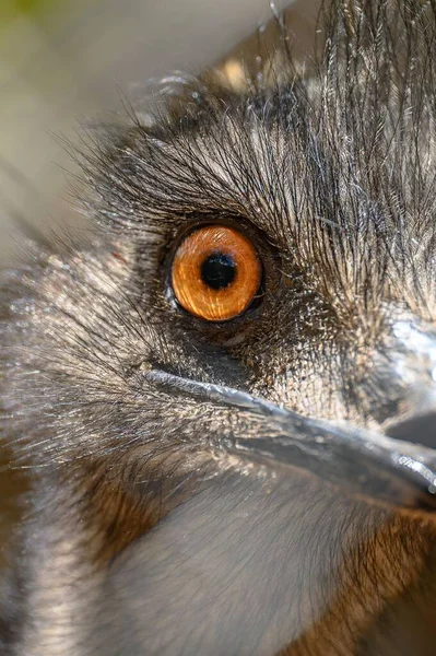 Közelkép Egy Emu Narancssárga Szeméről Egy Ausztrál Vadasparkban — Stock Fotó