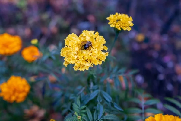 Calabrone Che Raccoglie Polline Fiore Giallo Calendula Giardino — Foto Stock