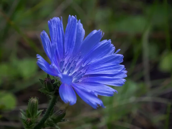 Primer Plano Una Flor Aciano Azul Tallo Verde Jardín — Foto de Stock