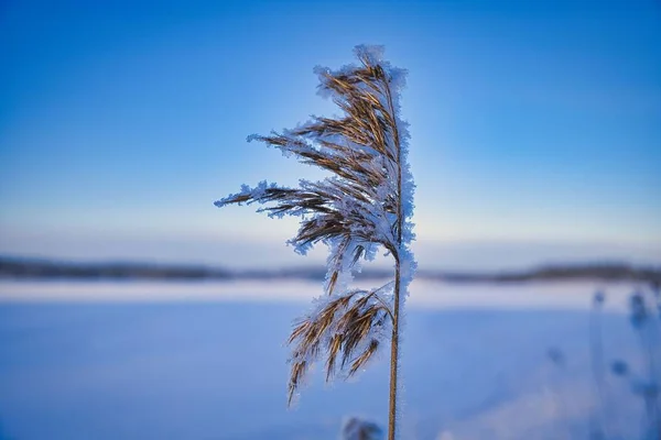 Tiro Foco Seletivo Uma Planta Coberta Neve Campo Finlândia — Fotografia de Stock