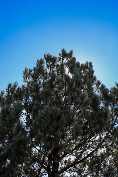 Pinetrees Sun Top — Stock Photo, Image