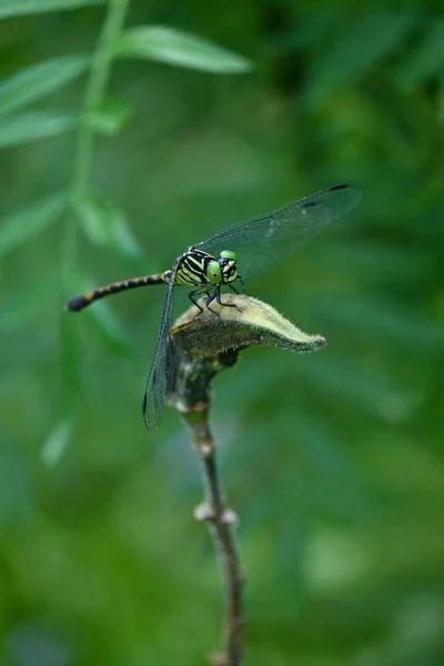 Vertical Shot Dragonfly Sitting Plant — Stock Photo, Image