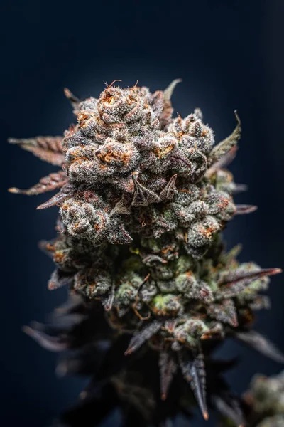 Colpo Verticale Una Pianta Cannabis Kush Fiorita Uno Sfondo Scuro — Foto Stock