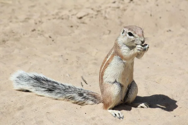 Sincap (Sciuridae) kuma yakın çekim yapar ve gündüz fındık yer.