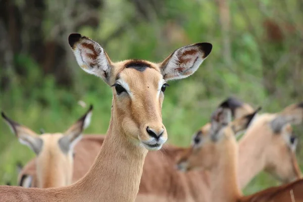 Närbild Ljusbrun Impala Eller Rooibok Aepyceros Melampus Fältet Suddig Bakgrund — Stockfoto