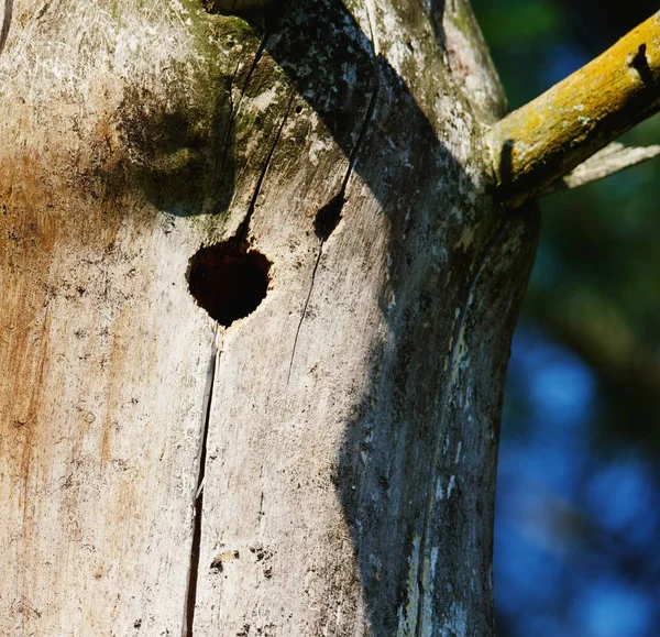 Close Hole Tree Trunk Park Sunny Day — Stock Photo, Image
