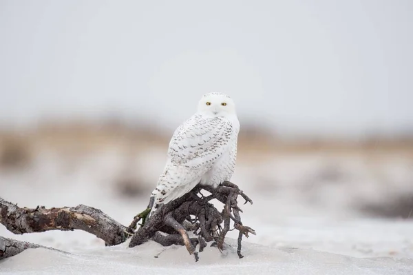 雪のフクロウの美しいショット — ストック写真