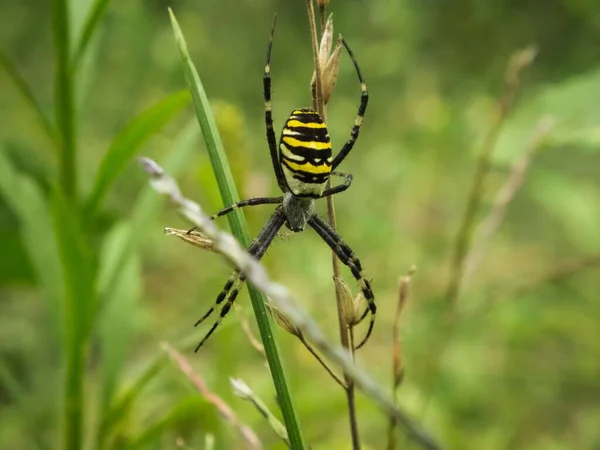 背の高い草の上のクモのマクロショットは Argiope Bruennichiとしても知られています — ストック写真