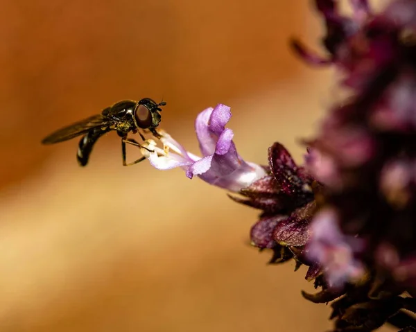 Gros Plan Une Guêpe Recueillant Nectar Une Fleur Violette — Photo