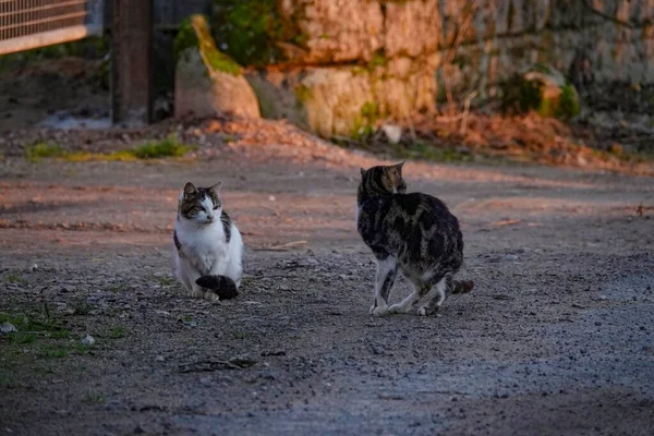 Een Close Van Twee Katten Een Grond — Stockfoto