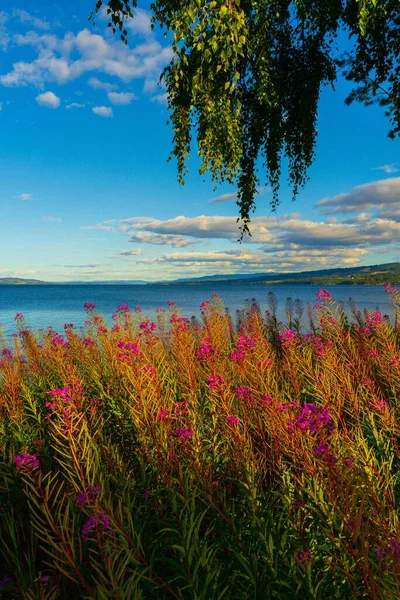 Цветущие Растения Chamaenerion Angustifolium Бирюзой Озере Миоса Норвегия Вертикальный Кадр — стоковое фото