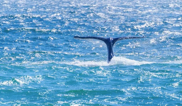 Uma Bela Foto Uma Cauda Baleia Jubarte Mar — Fotografia de Stock