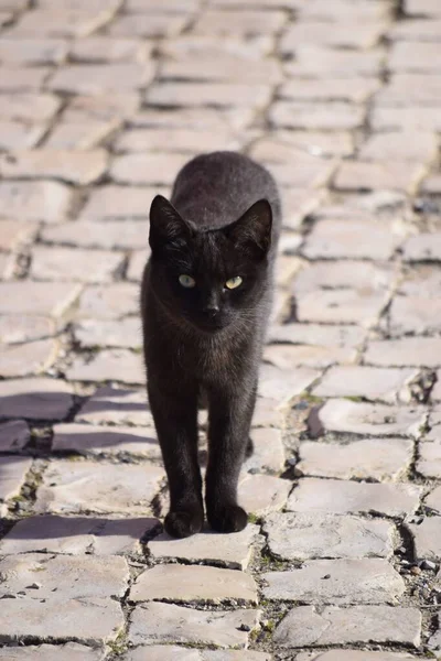 一只美丽的黑猫在铺着瓷砖的鹅卵石路上行走时的垂直方向 — 图库照片