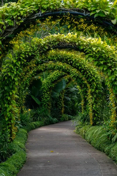 Прекрасный Вид Зеленый Туннель Проход Заросших Растений Листьев Сингапуре — стоковое фото