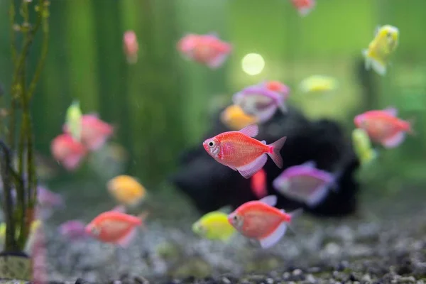 Een Close Shot Van Kleine Kleurrijke Vissen Met Groene Achtergrond — Stockfoto