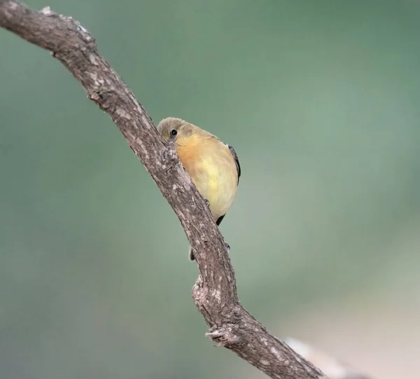 一只金翅鸟栖息在一根木树枝上的选择性聚焦镜头 — 图库照片