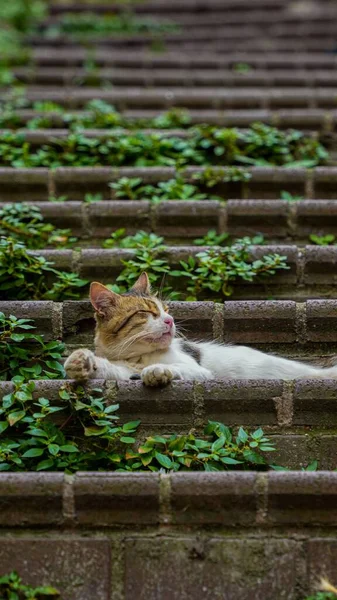 Eine Vertikale Aufnahme Einer Entzückenden Katze Die Auf Steintreppen Liegt — Stockfoto
