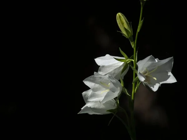 Siyah Arka Planda Izole Edilmiş Beyaz Çan Çiçeklerinin Yüzeysel Odak — Stok fotoğraf