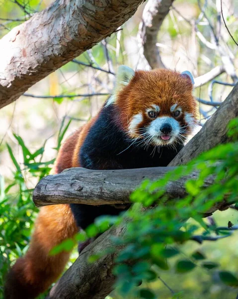 一只红熊猫停在野外的树枝上 — 图库照片