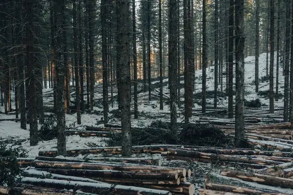 Vedere Unghi Scăzut Unei Păduri Frumoase Timpul Iernii — Fotografie, imagine de stoc